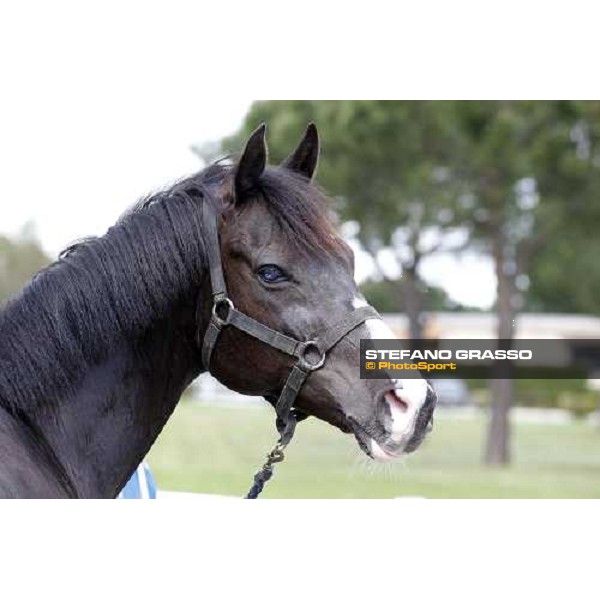 Portrait for Laghat at Capannelle racecourse Rome - Capannelle racecourse 15th april 2012 ph.Stefano Grasso