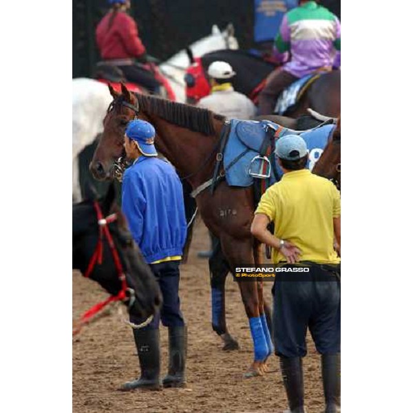 Sha Tin - morning track works 9th dec. 2004 ph. Stefano Grasso