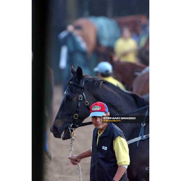 Sha Tin - morning track works 9th dec. 2004 ph. Stefano Grasso