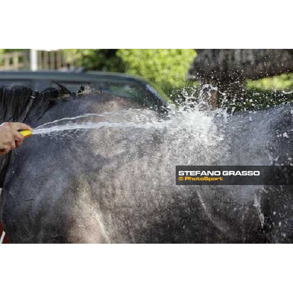 Premio Presidente della Repubblica GBI Racing - a shower for Crackerjack King after the triumph Rome - Capannelle racecourse, 13th may 2012 ph.Stefano Grasso