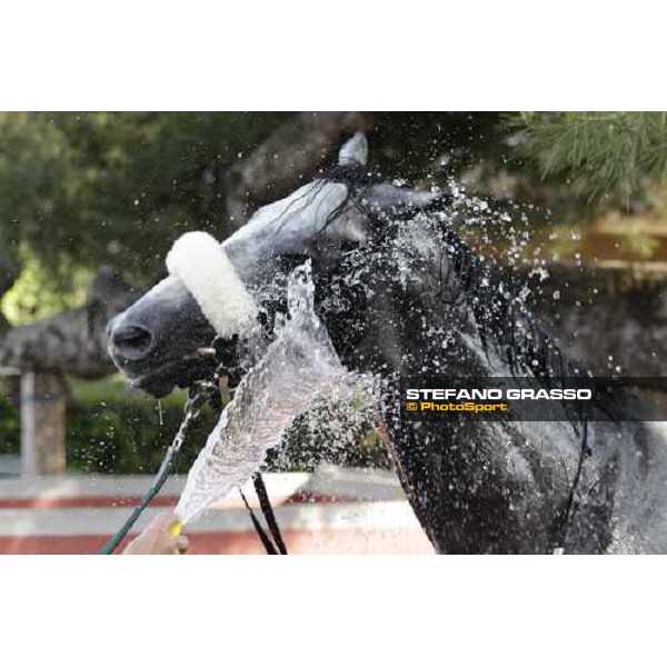 Premio Presidente della Repubblica GBI Racing - a shower for Crackerjack King after the triumph Rome - Capannelle racecourse, 13th may 2012 ph.Stefano Grasso