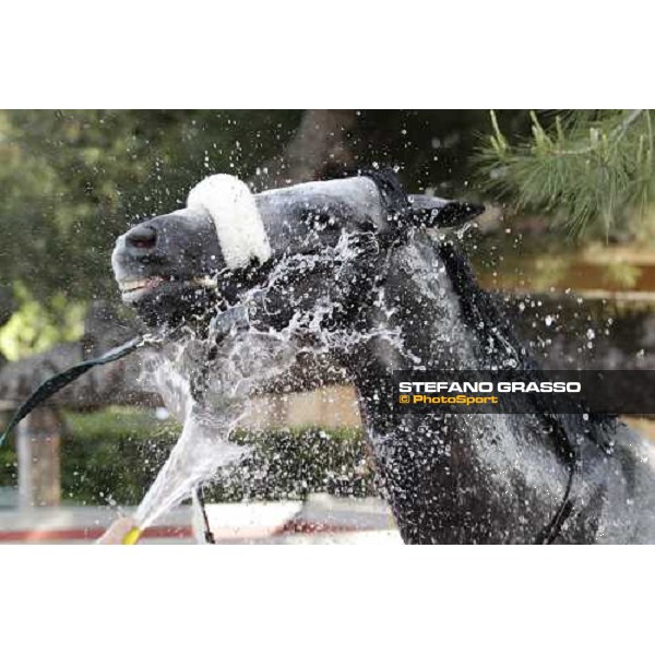 Premio Presidente della Repubblica GBI Racing - a shower for Crackerjack King after the triumph Rome - Capannelle racecourse, 13th may 2012 ph.Stefano Grasso