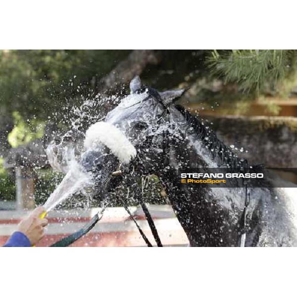 Premio Presidente della Repubblica GBI Racing - a shower for Crackerjack King after the triumph Rome - Capannelle racecourse, 13th may 2012 ph.Stefano Grasso