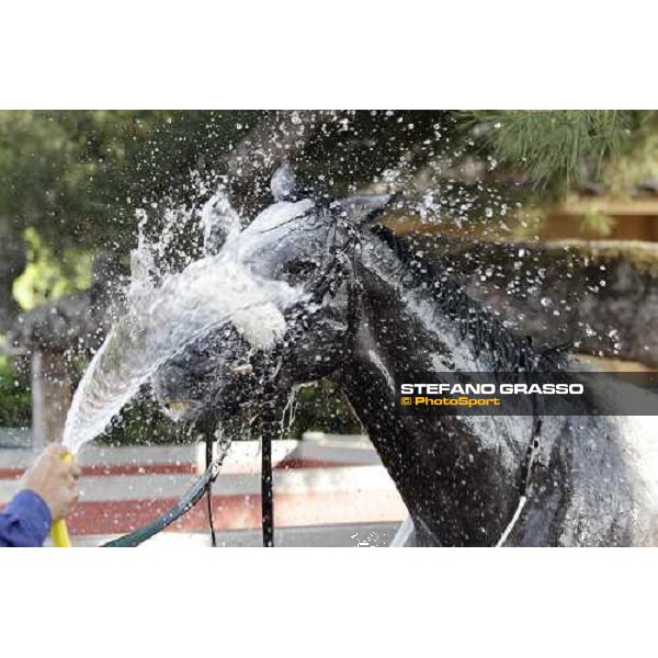 Premio Presidente della Repubblica GBI Racing - a shower for Crackerjack King after the triumph Rome - Capannelle racecourse, 13th may 2012 ph.Stefano Grasso