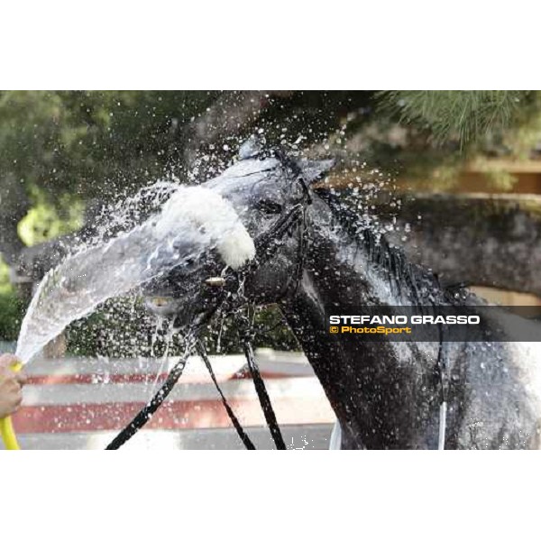 Premio Presidente della Repubblica GBI Racing - a shower for Crackerjack King after the triumph Rome - Capannelle racecourse, 13th may 2012 ph.Stefano Grasso