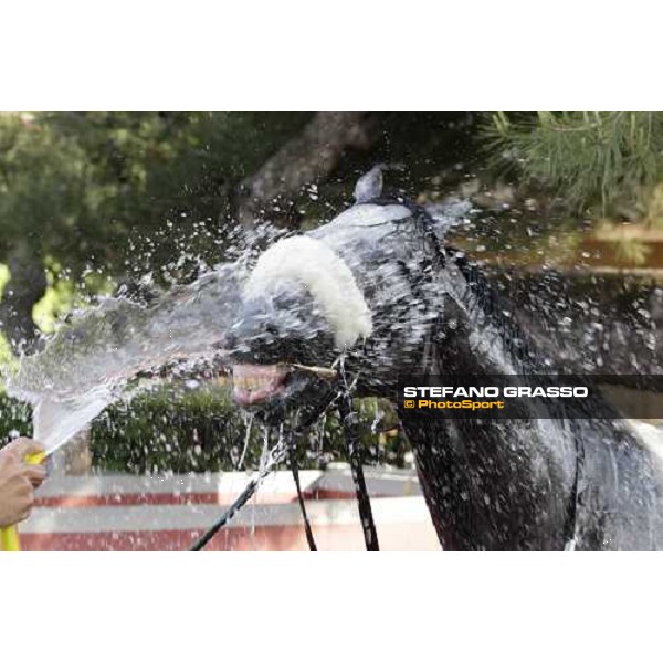 Premio Presidente della Repubblica GBI Racing - a shower for Crackerjack King after the triumph Rome - Capannelle racecourse, 13th may 2012 ph.Stefano Grasso