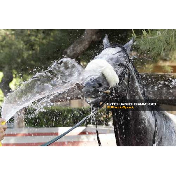 Premio Presidente della Repubblica GBI Racing - a shower for Crackerjack King after the triumph Rome - Capannelle racecourse, 13th may 2012 ph.Stefano Grasso