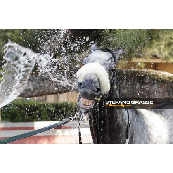 Premio Presidente della Repubblica GBI Racing - a shower for Crackerjack King after the triumph Rome - Capannelle racecourse, 13th may 2012 ph.Stefano Grasso