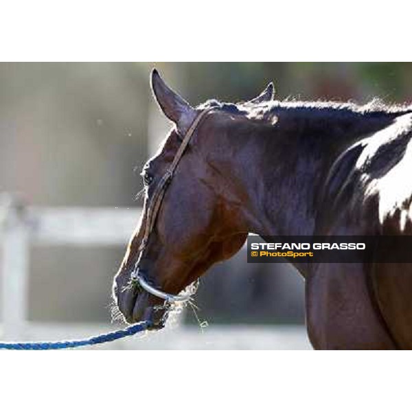 A morning with Gianluca,Gabriele,Luciano Bietolini and Real Solution preparing for the Derby ! Rome - Capannelle training center, 15th may 2012 ph.Stefano Grasso