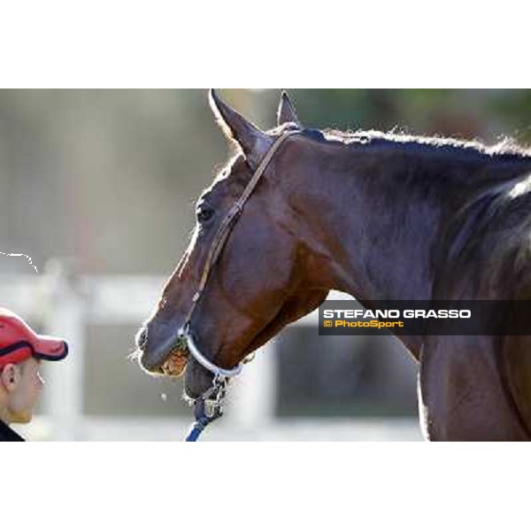 A morning with Gianluca,Gabriele,Luciano Bietolini and Real Solution preparing for the Derby ! Rome - Capannelle training center, 15th may 2012 ph.Stefano Grasso