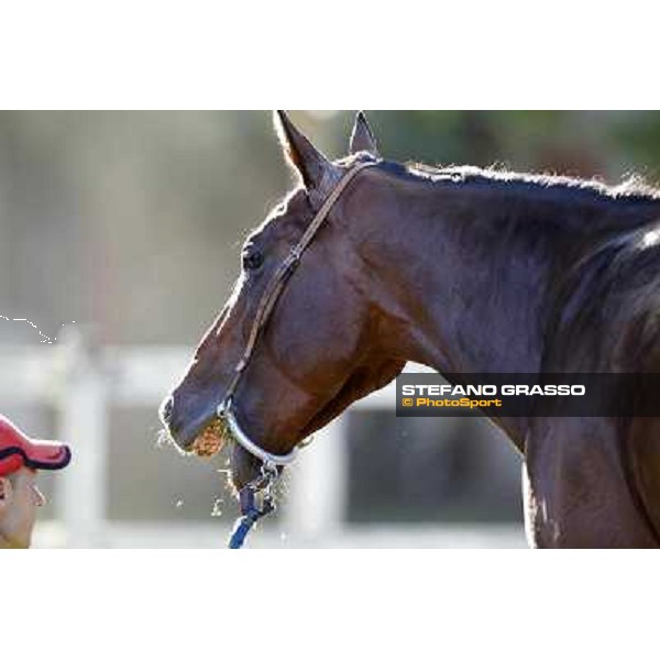 A morning with Gianluca,Gabriele,Luciano Bietolini and Real Solution preparing for the Derby ! Rome - Capannelle training center, 15th may 2012 ph.Stefano Grasso