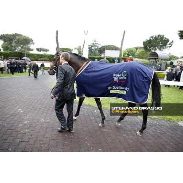 Feuerblitz parades after winning the race 129° Derby Italiano Better Roma - Capannelle racecourse, 20th may 2012 ph.Stefano Grasso