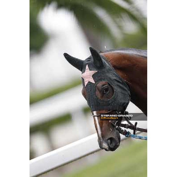 Real Solution parades before the race 129° Derby Italiano Better Roma - Capannelle racecourse, 20th may 2012 ph.Stefano Grasso