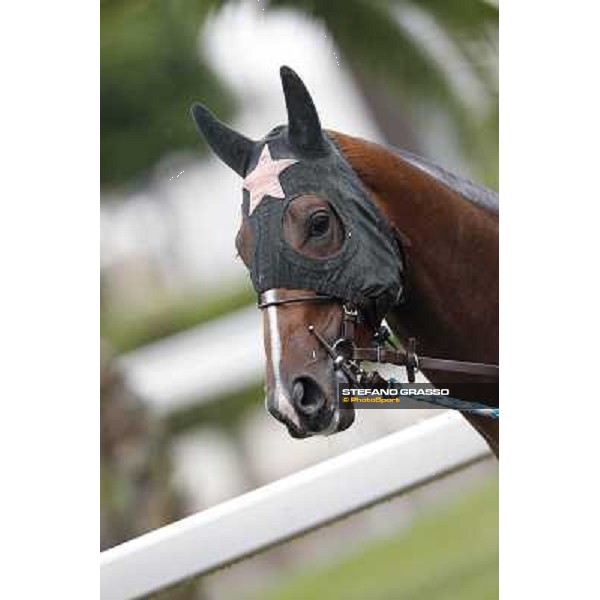 Real Solution parades before the race 129° Derby Italiano Better Roma - Capannelle racecourse, 20th may 2012 ph.Stefano Grasso