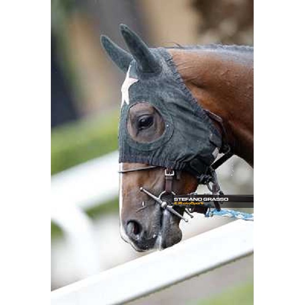 Real Solution parades before the race 129° Derby Italiano Better Roma - Capannelle racecourse, 20th may 2012 ph.Stefano Grasso