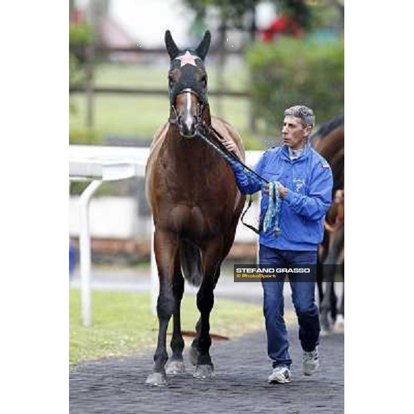 Real Solution parades before the race 129° Derby Italiano Better Roma - Capannelle racecourse, 20th may 2012 ph.Stefano Grasso