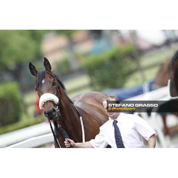 Smoking Joe parades before the race 129° Derby Italiano Better Roma - Capannelle racecourse, 20th may 2012 ph.Stefano Grasso