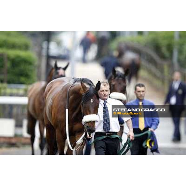 Smoking Joe parades before the race 129° Derby Italiano Better Roma - Capannelle racecourse, 20th may 2012 ph.Stefano Grasso