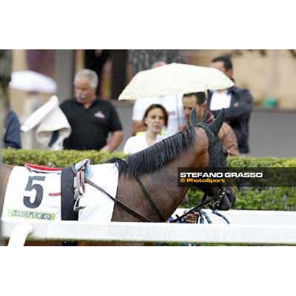 Real Solution parades before the race 129° Derby Italiano Better Roma - Capannelle racecourse, 20th may 2012 ph.Stefano Grasso