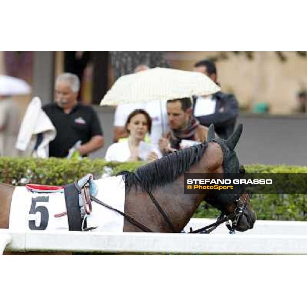 Real Solution parades before the race 129° Derby Italiano Better Roma - Capannelle racecourse, 20th may 2012 ph.Stefano Grasso