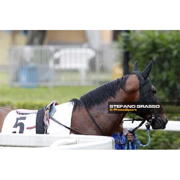 Real Solution parades before the race 129° Derby Italiano Better Roma - Capannelle racecourse, 20th may 2012 ph.Stefano Grasso