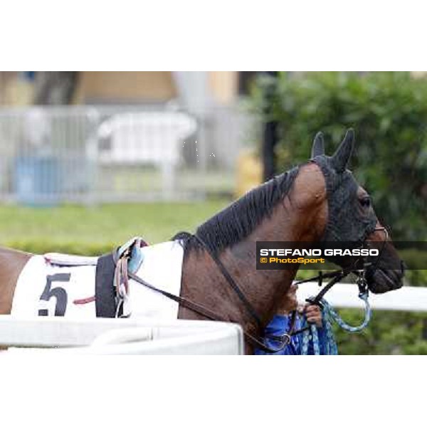 Real Solution parades before the race 129° Derby Italiano Better Roma - Capannelle racecourse, 20th may 2012 ph.Stefano Grasso