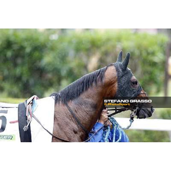 Real Solution parades before the race 129° Derby Italiano Better Roma - Capannelle racecourse, 20th may 2012 ph.Stefano Grasso