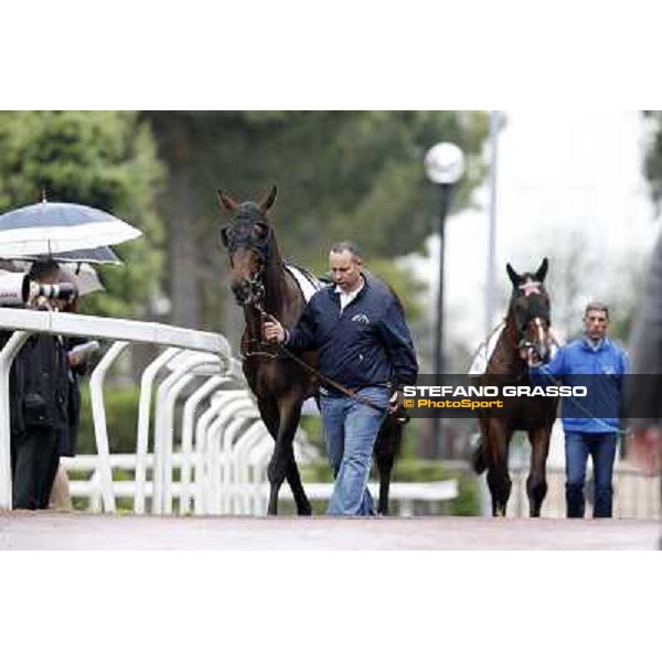 Meraviglioso parades before the race 129° Derby Italiano Better Roma - Capannelle racecourse, 20th may 2012 ph.Stefano Grasso