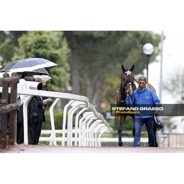 Real Solution parades before the race 129° Derby Italiano Better Roma - Capannelle racecourse, 20th may 2012 ph.Stefano Grasso