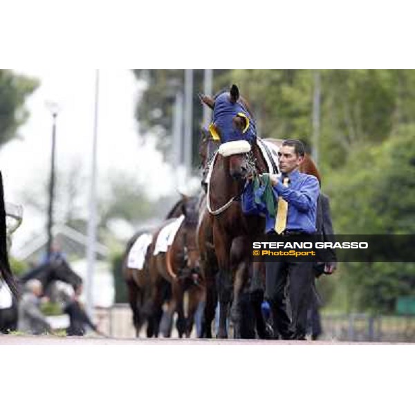 Wild Wolf parades before the race 129° Derby Italiano Better Roma - Capannelle racecourse, 20th may 2012 ph.Stefano Grasso