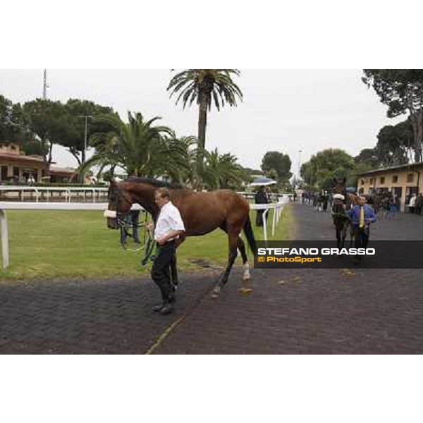 Smoking Joe parades before the race 129° Derby Italiano Better Roma - Capannelle racecourse, 20th may 2012 ph.Stefano Grasso