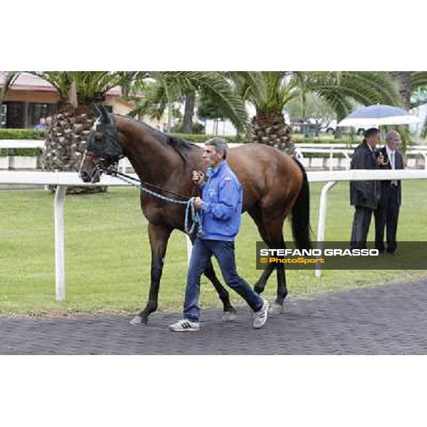 Real Solution parades before the race 129° Derby Italiano Better Roma - Capannelle racecourse, 20th may 2012 ph.Stefano Grasso