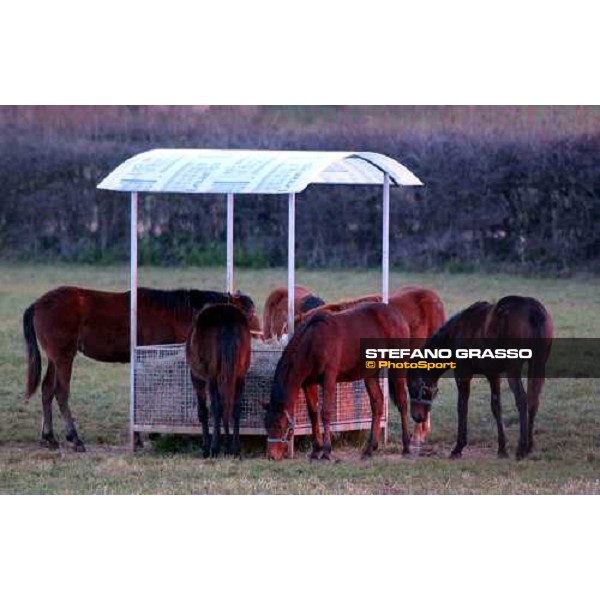 yearlings early in the morning in the paddocks of Ri-ma Stud Cisterna di Latina, 16th january 2005 ph. Stefano Grasso