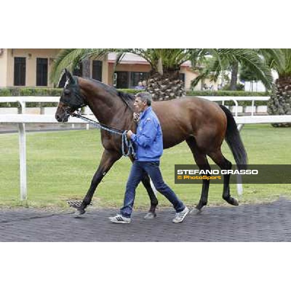 Real Solution parades before the race 129° Derby Italiano Better Roma - Capannelle racecourse, 20th may 2012 ph.Stefano Grasso