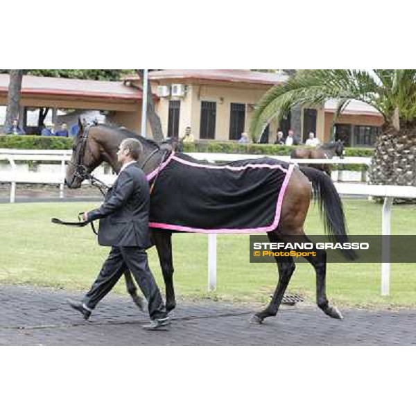 Feuerblitz parades before the race 129° Derby Italiano Better Roma - Capannelle racecourse, 20th may 2012 ph.Stefano Grasso