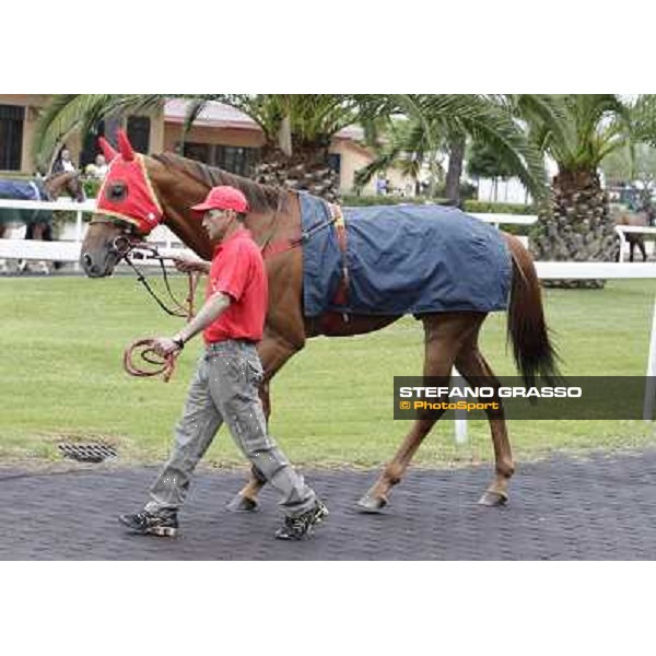 Teixidor parades before the race 129° Derby Italiano Better Roma - Capannelle racecourse, 20th may 2012 ph.Stefano Grasso