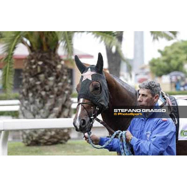 Real Solution parades before the race 129° Derby Italiano Better Roma - Capannelle racecourse, 20th may 2012 ph.Stefano Grasso