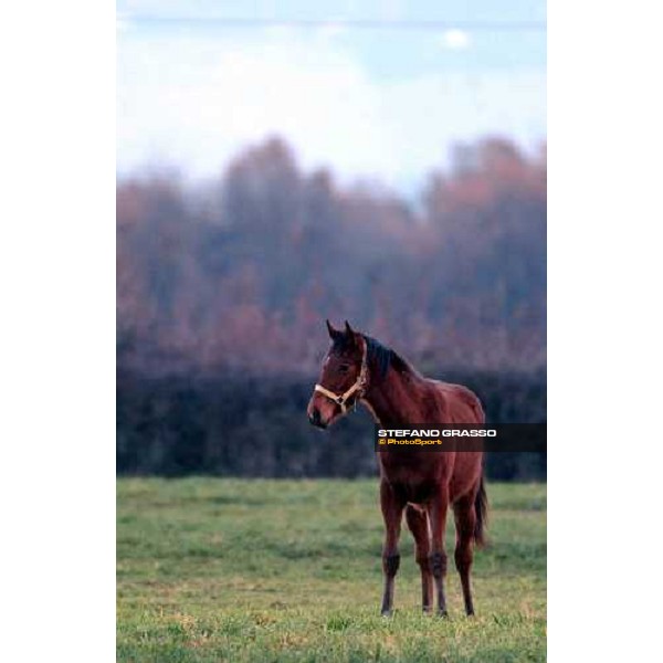 a yearling early in the morning in the paddocks of Ri-ma Stud Cisterna di Latina, 16th january 2005 ph. Stefano Grasso
