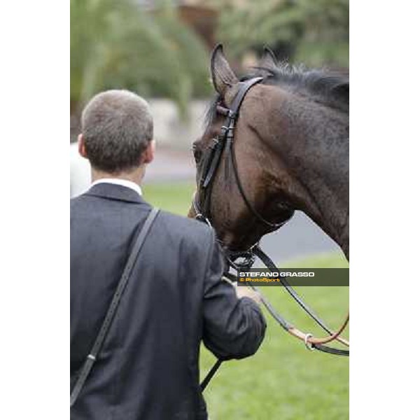 Feuerblitz after winning the 129° Derby Italiano Better Roma - Capannelle racecourse, 20th may 2012 ph.Stefano Grasso