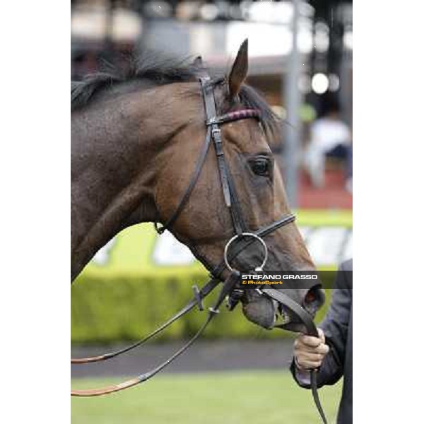 Feuerblitz after winning the 129° Derby Italiano Better Roma - Capannelle racecourse, 20th may 2012 ph.Stefano Grasso