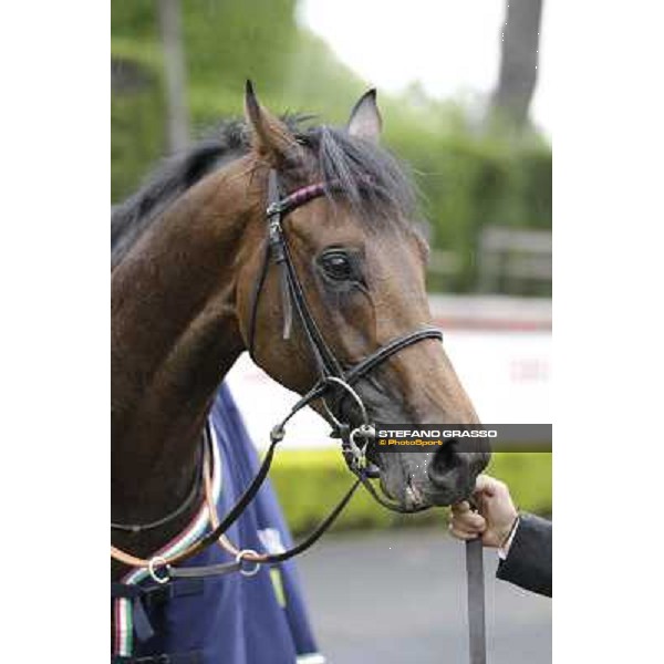 Feuerblitz after winning the 129° Derby Italiano Better Roma - Capannelle racecourse, 20th may 2012 ph.Stefano Grasso