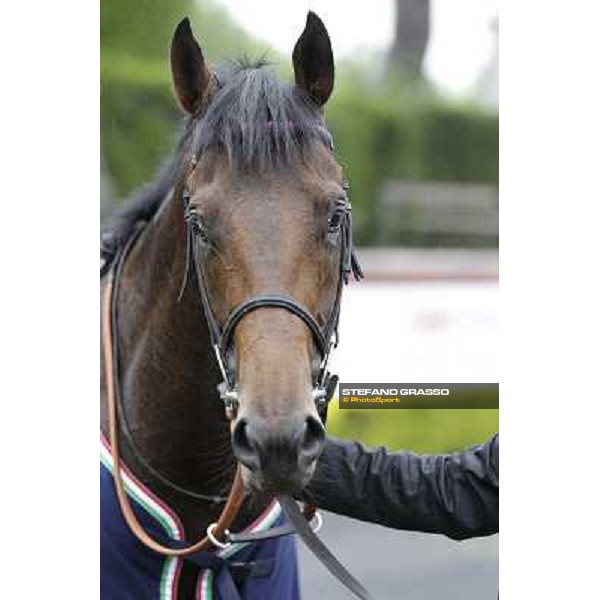 Feuerblitz after winning the 129° Derby Italiano Better Roma - Capannelle racecourse, 20th may 2012 ph.Stefano Grasso