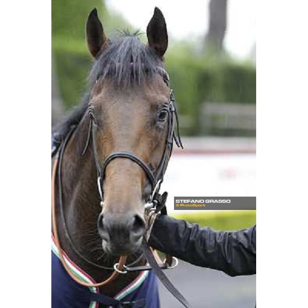 Feuerblitz after winning the 129° Derby Italiano Better Roma - Capannelle racecourse, 20th may 2012 ph.Stefano Grasso