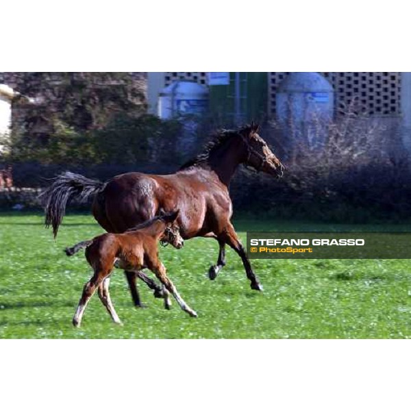 foal and mare in the paddocks of Ri-ma Stud Cisterna di Latina, 16th january 2005 ph. Stefano Grasso