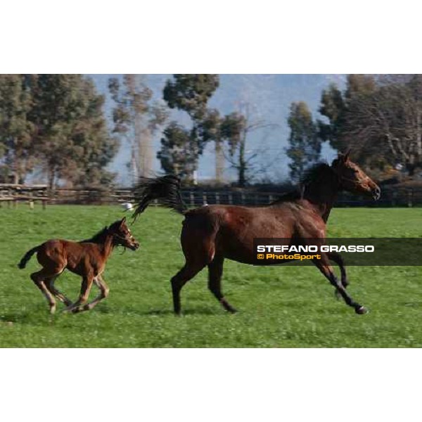 foal and mare in the paddocks of Ri-ma Stud Cisterna di Latina, 16th january 2005 ph. Stefano Grasso