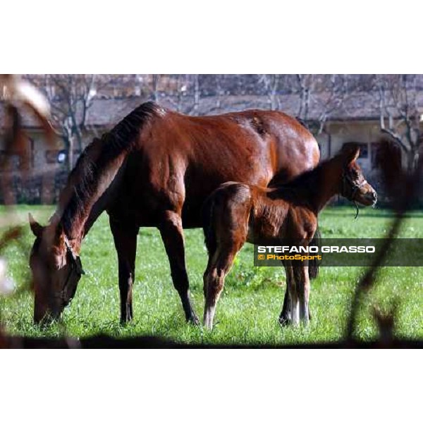 foal and mare in the paddocks of Ri-ma Stud Cisterna di Latina, 16th january 2005 ph. Stefano Grasso
