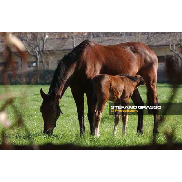 foal and mare in the paddocks of Ri-ma Stud Cisterna di Latina, 16th january 2005 ph. Stefano Grasso