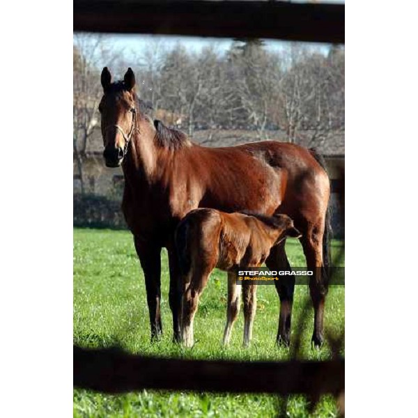 foal and mare in the paddocks of Ri-ma Stud Cisterna di Latina, 16th january 2005 ph. Stefano Grasso