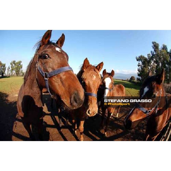 yearlings in the paddocks of Ri-ma Stud Cisterna di Latina, 16th january 2005 ph. Stefano Grasso