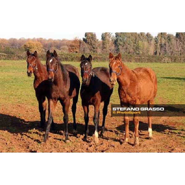 yearlings in the paddocks of Ri-ma Stud Cisterna di Latina, 16th january 2005 ph. Stefano Grasso